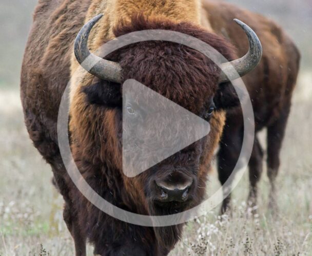 Raising Bison